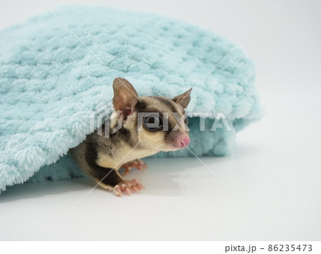 タオルケットから顔を出すフクロモモンガ タオルケットから顔を出すフクロモモンガ 86235473