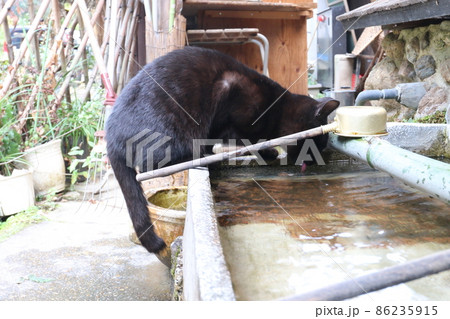 水分補給をする猫 水分補給をする猫 86235915