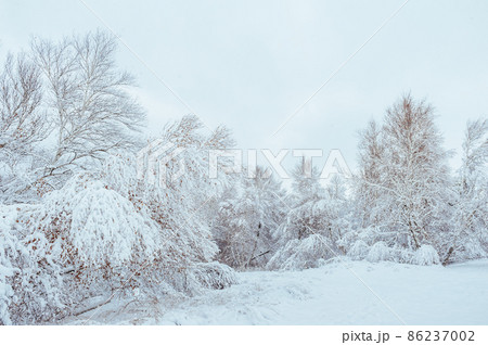 New Year tree in winter forest. Beautiful winter landscape with snow covered trees. Trees covered with hoarfrost and snow. Beautiful winter landscape in the forest. Sunset 86237002