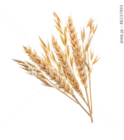 Wheat and oat plant on white backgrounds Wheat and oat plant on white backgrounds 86237003