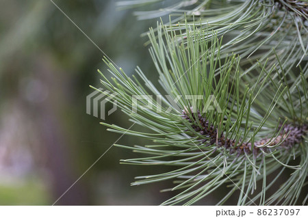 Green pine branches - Close-up of a pine branch with a new young shoot. The green needles on the branch form a semicircle at the end of the branch, dwarf mountain pine, mugo. 86237097