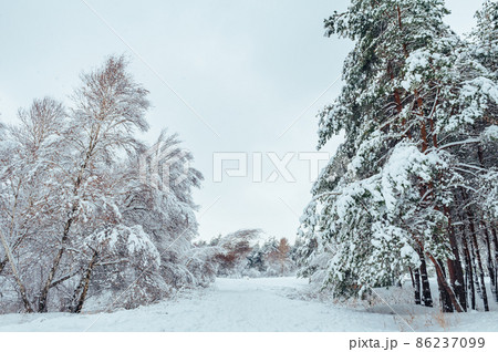 Snow-covered forest road, winter landscape. Cold and snowy winter road with blue evergreens and grey clouded skies. Christmas and New Year Tree. 86237099