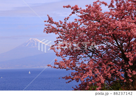 河津桜と白いヨット超しの降雪富士 86237142