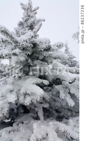 Conifer tree covered with frost in winter Conifer tree covered with frost in winter 86237236