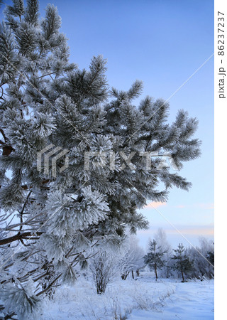 Winter landscape with pine branches covered with frost Winter landscape with pine branches covered with frost 86237237