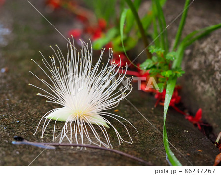 早朝散ったばかりのサガリバナ  86237267