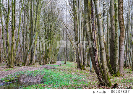 Forest trail. A road in the woods. A forest alley. 86237387