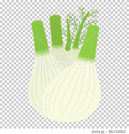 フェンネルのイラスト 86238002