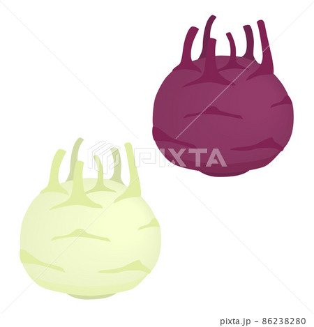 コールラビのイラスト コールラビのイラスト 86238280