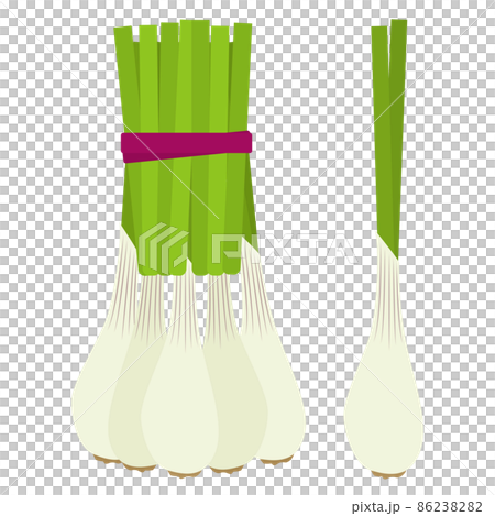 エシャレットのイラスト 86238282