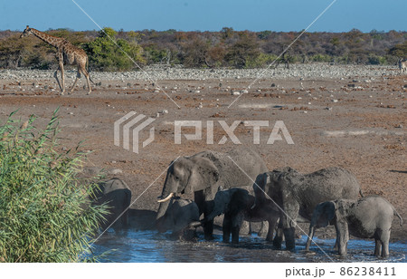 African Elephants drinking at a waterhole 86238411