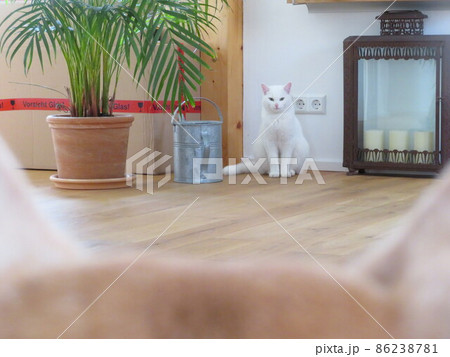 初めてみる犬を警戒してじっと見つめる白猫 86238781