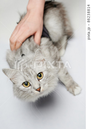 Cat on recovery in vet clinic Cat on recovery in vet clinic 86238814