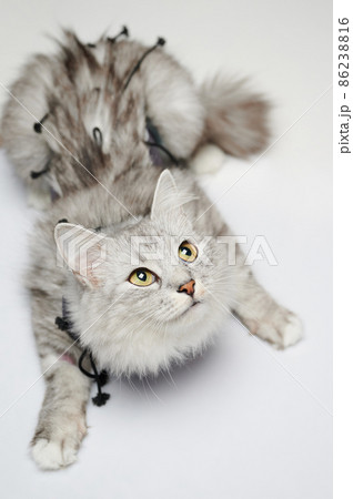 Sick cat looking up at vet desk Sick cat looking up at vet desk 86238816