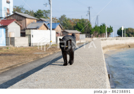 堤防を歩く猫　黒猫 86238891
