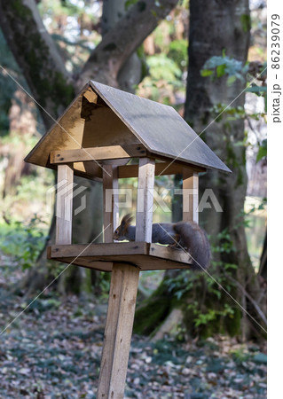 Feeder for squirrels and wild animals in the forest. Squirrel eats food 86239079