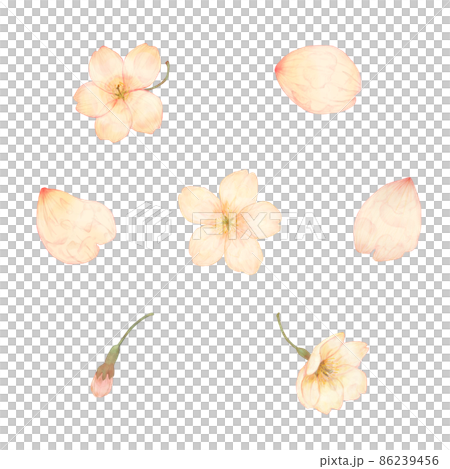 Watercolor style cherry blossom parts Watercolor style cherry blossom parts 86239456