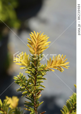 Irish Yew Goud Elsje 86239484