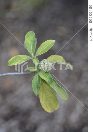Himalayan evergreen dogwood 86239486