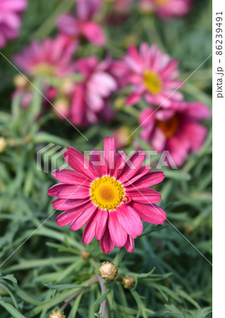 Pink Marguerite daisy 86239491