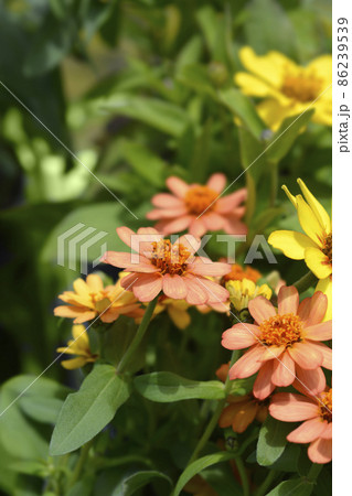Common zinnia Common zinnia 86239539