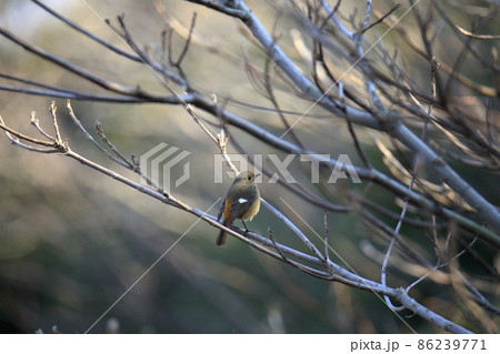 大牟田市　三池港　ジョウビタキ、 86239771