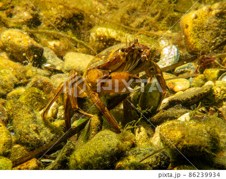 A close-up picture of a crab on the sea floor A close-up picture of a crab on the sea floor 86239934