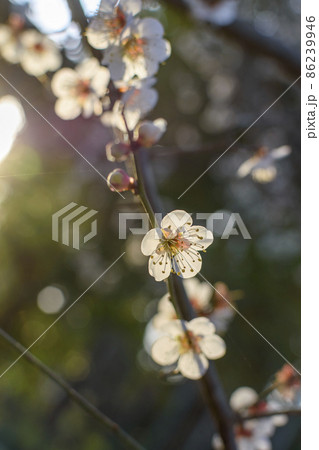 朝日があたる白梅 朝日があたる白梅 86239946