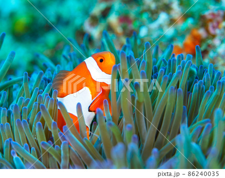 カクレクマノミ カクレクマノミ 86240035