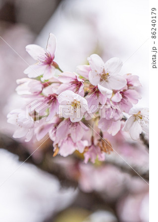 桜 さくら サクラ 86240179