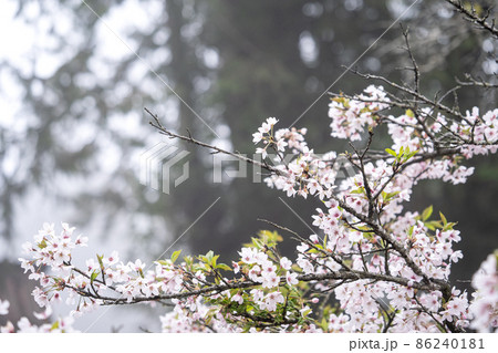 桜 さくら サクラ 86240181
