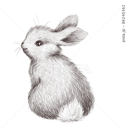 Easter Bunny Rabbit, drawing rabbit, white, mammal, animals png | PNGWing