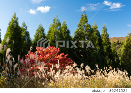 砥峰高原の紅葉 砥峰高原の紅葉 86241525