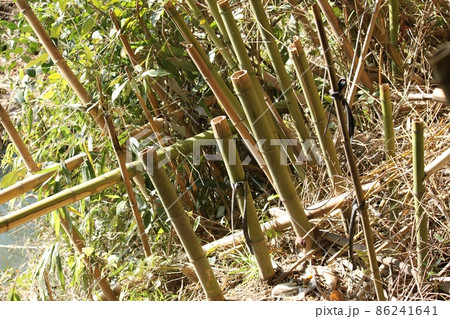 伐採された竹林 伐採された竹林 86241641