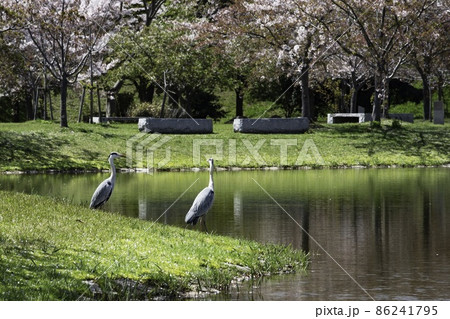 陽気に誘われ「ツルも花見」 86241795