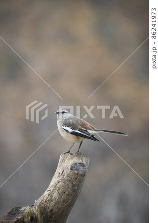 White banded Mockingbird, Patagonia, Argentina 86241973