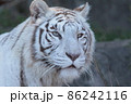 かっこいいホワイトタイガー 86242116