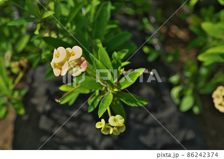 温室で咲くハナキリンの花(秋) 温室で咲くハナキリンの花(秋) 86242374