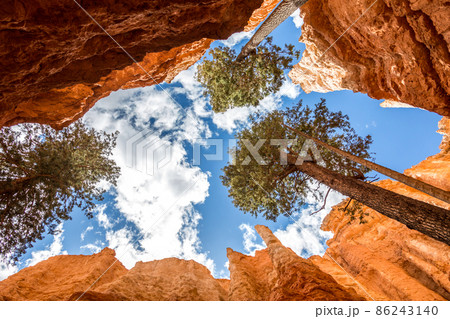 Pine tree Pine tree 86243140