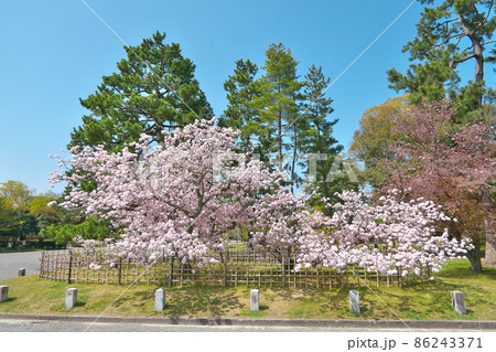 京都御苑の「御所御車返し」の桜、満開の全体像 86243371