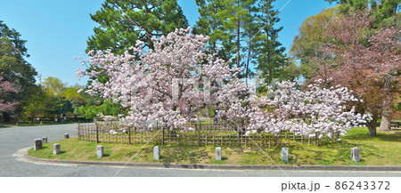 大きな毬のような花房が満開の「御所御車返し」の桜 86243372