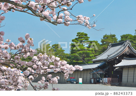 京都御所清所門近くに咲く「御所御車返し」の桜の満開 86243373