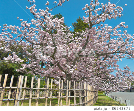 春の陽光を浴びる「御所御車返し」の桜の満開を下から仰ぎ見る 86243375
