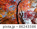 祇王寺の紅葉 86243386