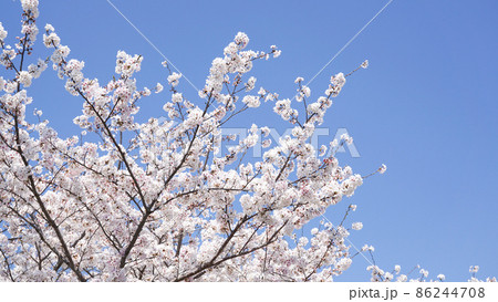 桜と青空 86244708