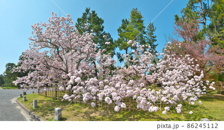 京都御苑「御所御車返し」桜の満開を上品に 京都御苑「御所御車返し」桜の満開を上品に 86245112