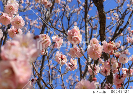 梅の花 86245424