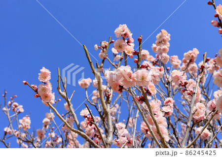 梅の花 梅の花 86245425