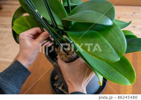 咲き終わった胡蝶蘭を鉢から出しているところ 86245480