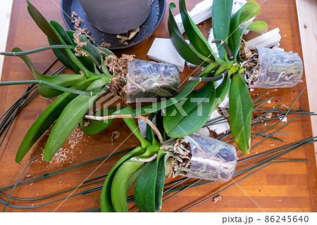 咲き終わった胡蝶蘭の鉢植えの中から株を取り出したところ 86245640